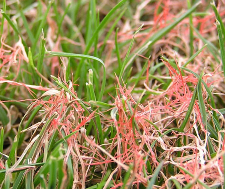 Red Thread Lawn Disease