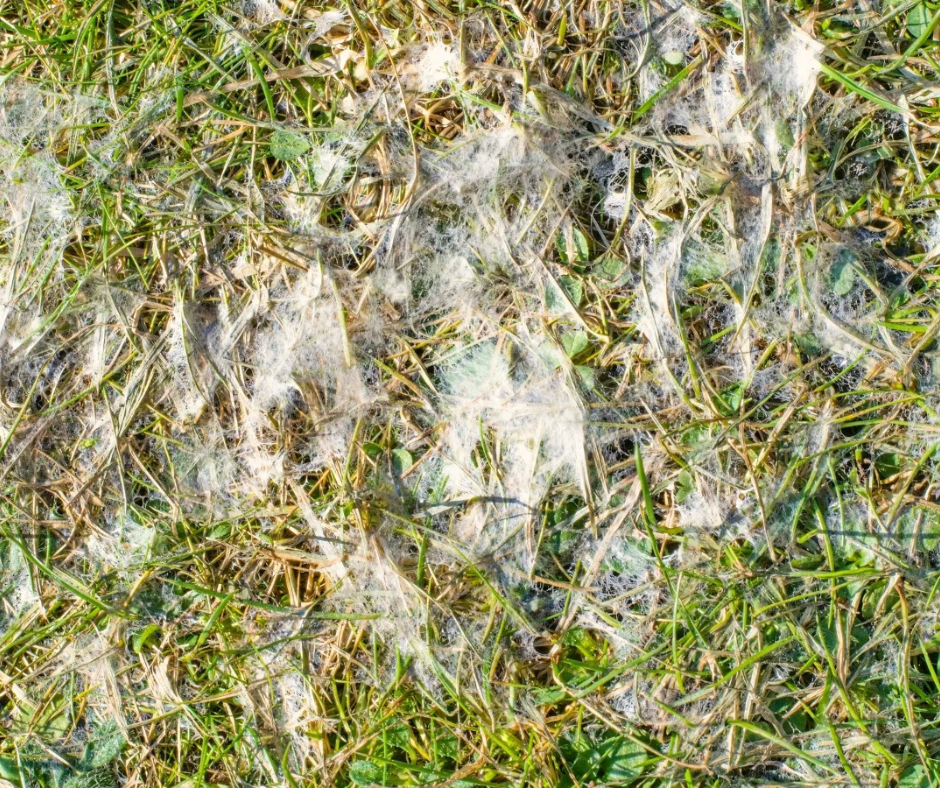 Snow Mold