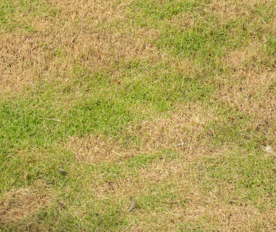 Brown Patch Lawn Disease