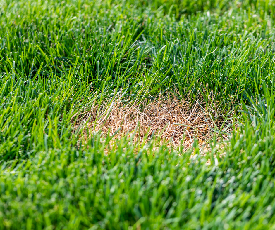 Dollar Spot Lawn Disease